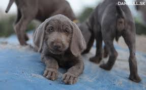 Image result for slovenský ohař hrubosrstý