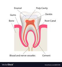 Detailed Human Tooth Anatomy Infographic Chart
