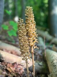 Image result for Cribbia brachyceras