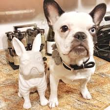 See more of bulldog rescue of arizona on facebook. Sophia Grace Finds A French Bulldog Twin A Z Gallerie Coin Bank Bulldog French Bulldog French Bulldog Rescue Network