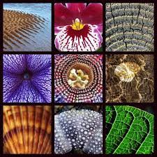 Natural Patterns Designs Patterns In Nature Nature Design Nature Inspiration