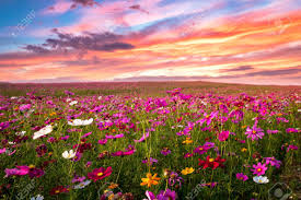 We did not find results for: Beautiful And Amazing Of Cosmos Flower Field Landscape In Sunset Stock Photo Picture And Royalty Free Image Image 144416670