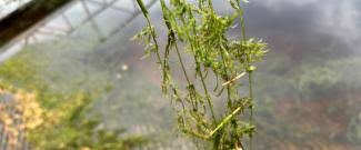 Image result for Hydrolea brevistyla