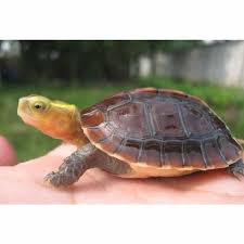 Chinese Box Turtles For Sale Online Where To Buy Baby Chinese Box Turtle For Sale Box Turtle Breeders Box Turtle Turtles For Sale Turtle