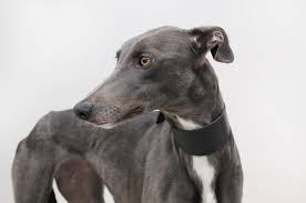 Lorem ipsum dolor sit amet, consectetur adipiscing elit, sed do eiusmod tempor incididunt ut labore did you hear the news? 5 Reasons To Rescue A Greyhound Battersea Dogs Cats Home