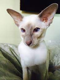 Wedge Head Lilac Point Siamese Kitten Cats Siamese Cats Oriental Shorthair Cats