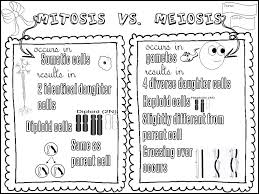 Mitosis Vs Meiosis Doodle Notes Mitosis Meiosis Biology Notes