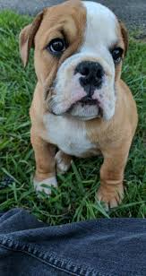 Old english bulldog puppies and olde victorian bulldogge puppy shipping is available nearly anywhere in the world. Say Hi To My New Victorian Bulldog Puppy Nami Imgur