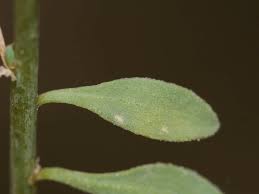 Image result for Corrigiola