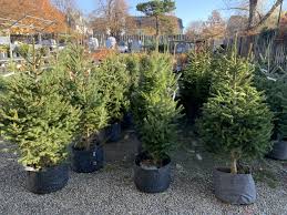 Family dollar store locations in lackawanna, ny. Living Christmas Trees Urban Roots