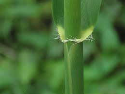 Image result for Phragmites karka