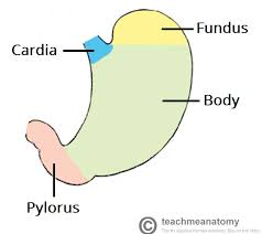 The Stomach Structure Neurovasculature Teachmeanatomy