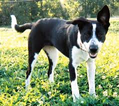 Black And White Border Collie Pointer Mix Pointer Border Collie Mix Collie Mix Border Collie Border Collie Mix