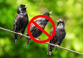Use terror eyes where you can hang them around the crops. 15 Tips On How To Get Rid Of Starlings Fast Humanely World Birds