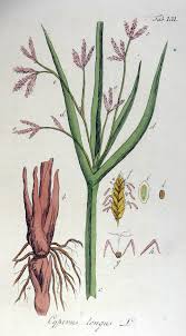 Image result for Cyperus sp.no.8