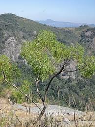 Image result for Heteromorpha involucrata