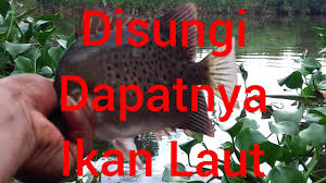 Inilah 21 jenis ikan nila yang dibudidayakan di indonesia, lengkap dengan gambar dan ciri ciri. Strike Bertubi Ikan Laut Disungai Jenis Baronang Nila Youtube