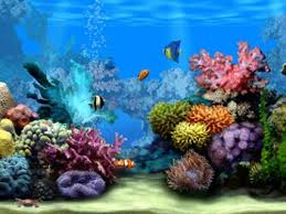 On this page you can download the most beautiful desktop wallpapers of pexels. 3d Desktop Aquarium Screensaver Aquarium Live Wallpaper Sea Life Wallpaper Moving Wallpapers
