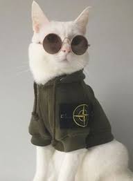 Siapa yang tak terpukau melihat wajah kucing yang satu ini. Nayla Nafisah Diahayu040 Profil Pinterest