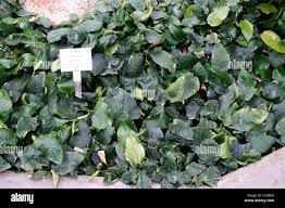 Image result for Orthopichonia barteri