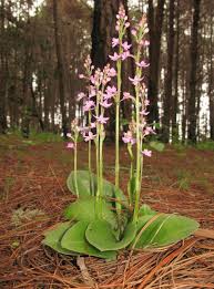 Image result for Cynorkis debilis