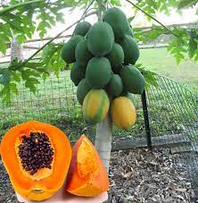 We did not find results for: 15 Tropical Papaya Fruit Fresh Tree Seeds Rare Exotic Sweet Etsy