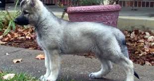 Black And Silver German Shepherd Puppies For Sale In Ohio 8445775d154f8ce5f0b928ea161b210a Jpg 400 298 Pixels German Shepherd Puppies Sable German Shepherd Shepherd Dog