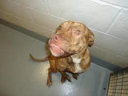 Copyright © 2015 by alley cat allies, inc. Bow Wows Meows Portage County Dog Warden And Shelter Portage News