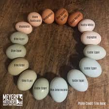 Black Australorp Egg Color Colorful Fresh Farm Eggs By Meyer Hatchery Chickens Chicken Coop Chicken Coop Plans Chicken Garden