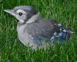 Baby Birdorable Blue Jay In Baby Birds Jays Blue Jays