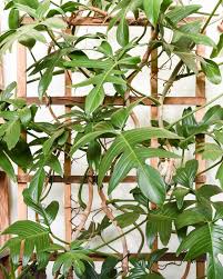 Image result for Araceae