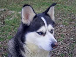 Siberian huskies come in shades of black, grey, and red, and in various color patterns. Husky Coloring Pages Summarized By Plex Page Content Summarization