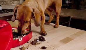 L Intoxication Par Le Chocolat Chez Le Chien Wanimoveto