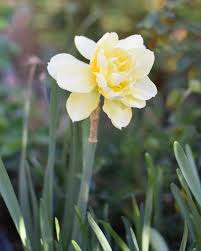 Daffodil Manly In The Garden This Weekend I Adore All The Ruffles From Dutchgrown Com Daffodils Garden Inspiration Garden