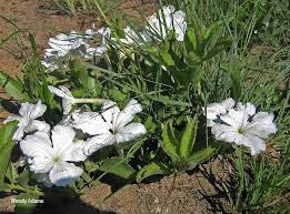 Image result for Cycnium