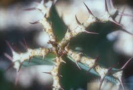 Image result for Euphorbia fortissima