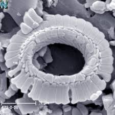 Image result for Nolletia arenosa