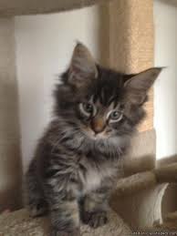 Black And Grey Maine Coon Kittens For Sale Pin On Maine Coon
