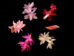6 Different Color Christmas Cactus Cuttings Succulent With Yellow Christmas Cactus Christmas Cactus Plant Cactus