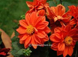 Dwarf Orange Dahlia Flower Show Dahlia Orange