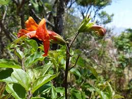 Image result for Tecomaria nyassae