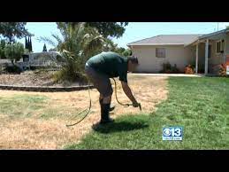 Forget Water Brown Lawns Just Need A Coat Of Green Paint Youtube