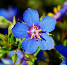 Image result for Lysimachia monelli