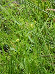Image result for Ranunculus raeae