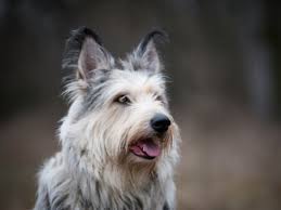 They are not popular because they are extremely rare. Berger Picard Dog Breed Hypoallergenic Health And Life Span Petmd