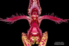 Image result for Bulbophyllum X chikukwa