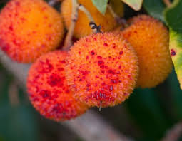 L Arbouse Un Fruit Comestible A Decouvrir