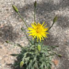 Image result for Pseudopodospermum hispanicum