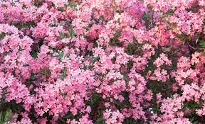 Comment Tailler Votre Laurier Rose Et Quand Le Faire