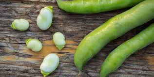 Image result for Vicia faba